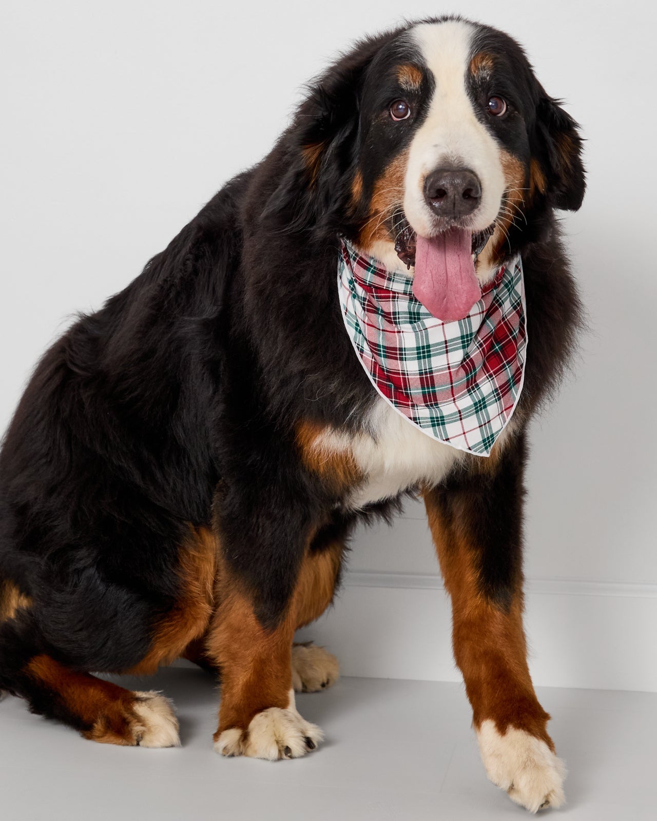 Holly Plaid Pet Bandana
